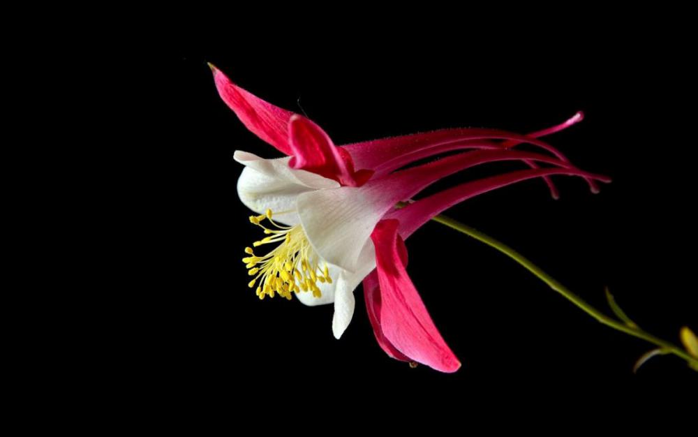 1st Design by nature - Brian Hall